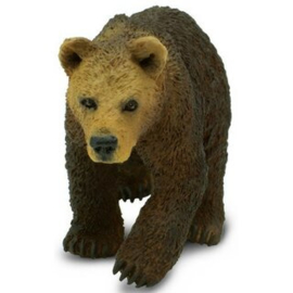 Grizzly bear cub  S181429