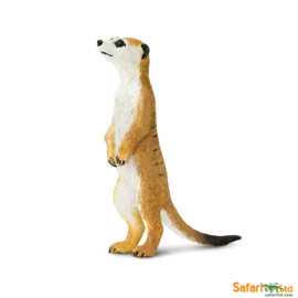 Meerkat  Safari 224629