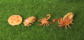 Scorpion  lifecycle