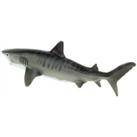 Tiger shark   S202229