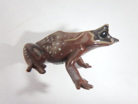 Megophrys montana   Yujin
