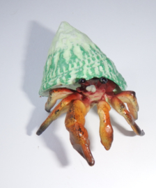 Shell green with hermit crab