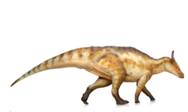 Saurolophus Le He  HLG167