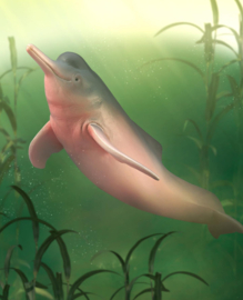 Orinocodolfijn Amazon River Dolphin CollectA 88994