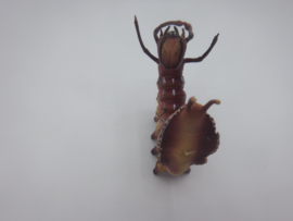 Stauropus fagi  (de eekhoornvlinder)