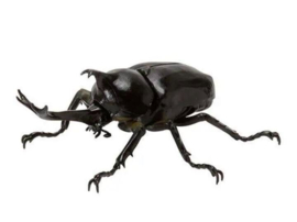 Rhinoceros beetle Bandai