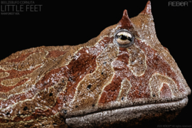 Beelzebufo cornuta  161199  PRE ORDER  August 2025