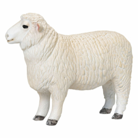 Romney Schaap Ram - 381063