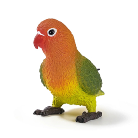 Agapornis