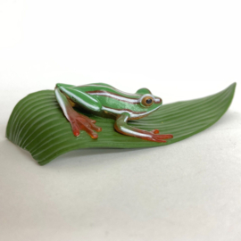 Rutenberg's reed frog  Colorata