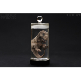 Tyrannosaurus rex Foetus Wet Specimen Rebor