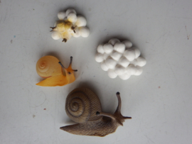 Slak  (iets ander type) levenscyclus