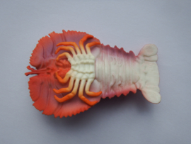 Slipper lobster (Scyllaridae)