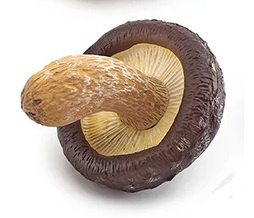 Shiitake