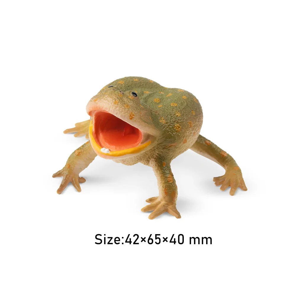 Budgett's frog  Toymany