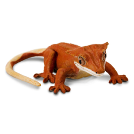 Crested Gecko  S100344