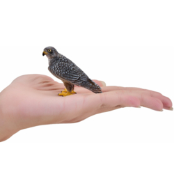 Peregrin falcon  Mojo 381056
