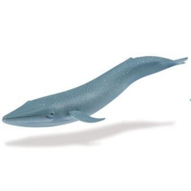 Blue Whale     S223229