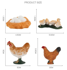 Chicken lifecycle