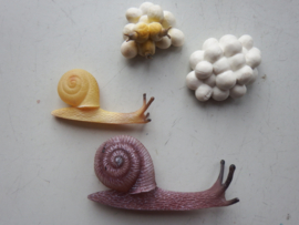 Slak  (langgerekt type) levenscyclus