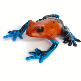 Strawberry poison frog Colorata