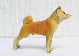 Shiba inu Furuta  hond