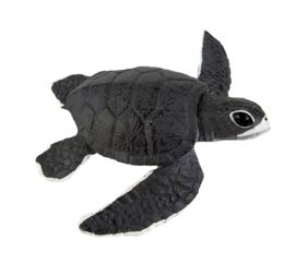 Sea turtle baby   S260429