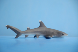 Whitetip Reef Shark   S100100