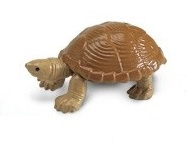 Loggerhead musk schildpad