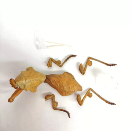 Mantis  Deroplatys lobata
