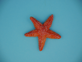 Starfish Papo 56050