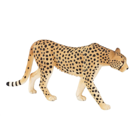 Cheetah male Mojo 387197