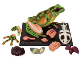 Frog   4D Vision anatomic model
