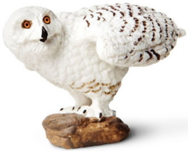 Snowy Owl  S264729