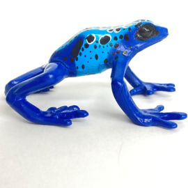 Blue poison frog Colorata