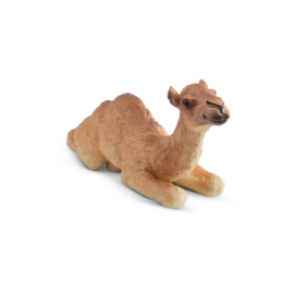 Dromedary  Camel Calf Toymany