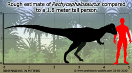 Pachycephalosaurus  CollectA 88629