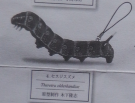 Theratra oldenlandiae  Pijlstaart