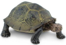 Desert Tortoise S295329