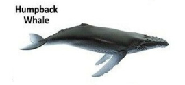 Humpback whale  mini