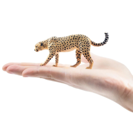 Cheetah male Toymany