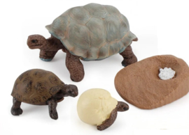 Landschildpad  lifecycle  type 1