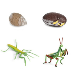 Mantis  lifecycle