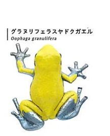 Oophaga granulifera; Granular Poison Frog