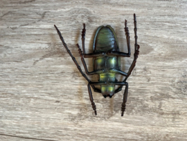 Oost-Aziatische boktor