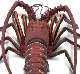 Spiny Lobster S100076