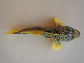 Japanese  donderpad Fluvial sculpin