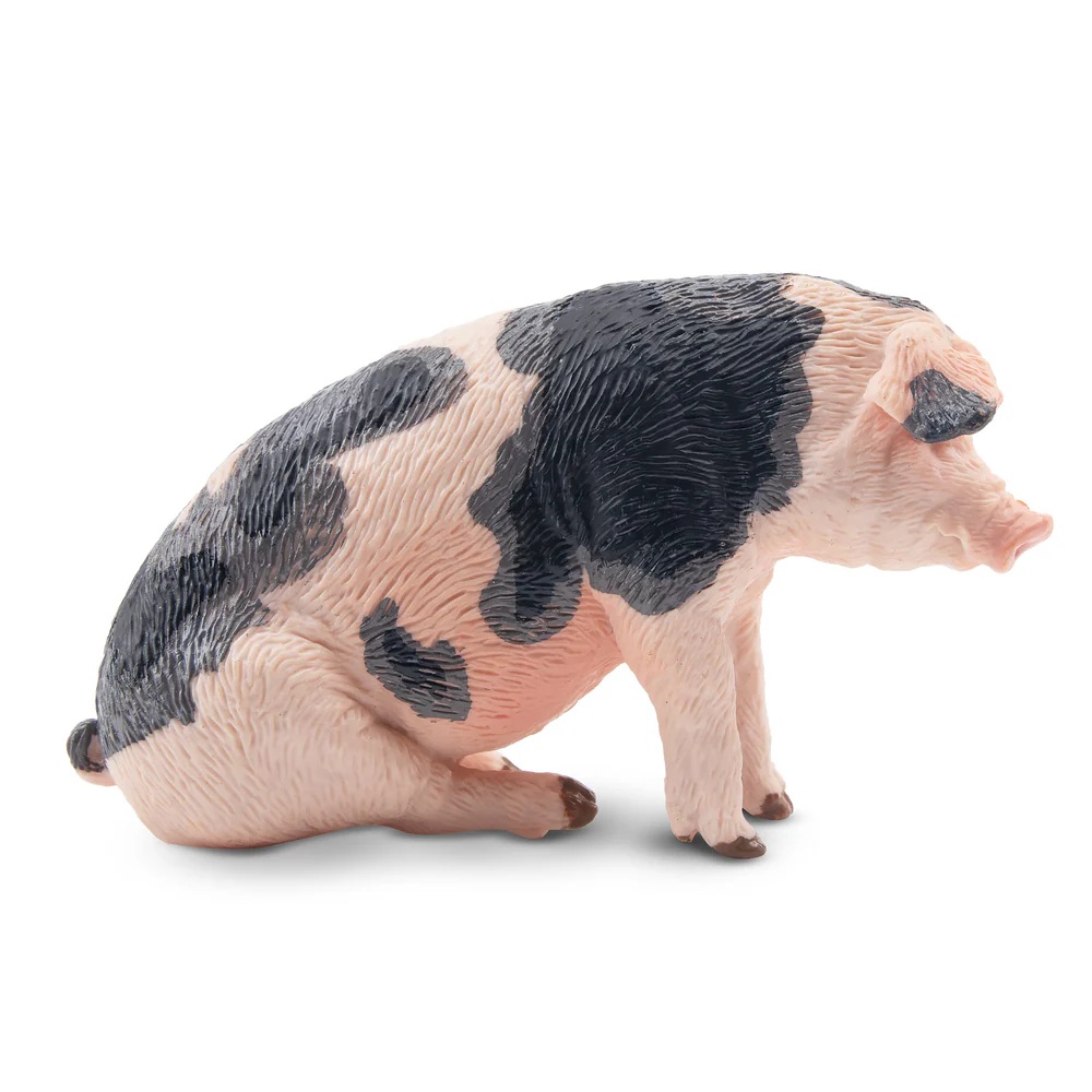 Male Pietrain Pig  Toymany
