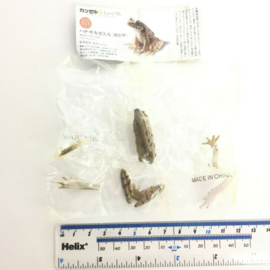 Ryukyu tip-nose frog