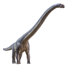 Mamenchisaurus  PNSO